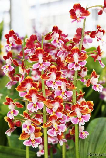 エビネ 蘭裕園 Ranyuen