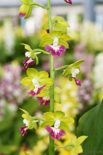 エビネ 蘭裕園 Ranyuen