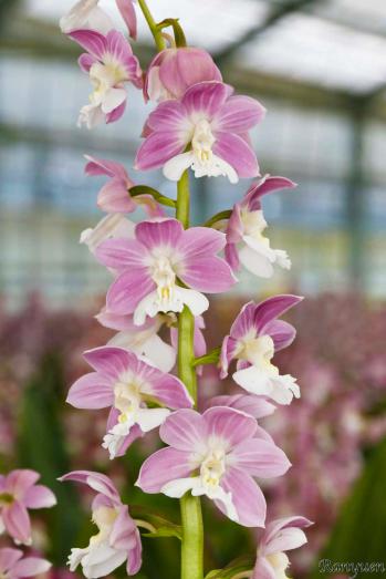 エビネ 蘭裕園 Ranyuen