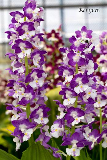 エビネ 蘭裕園 Ranyuen
