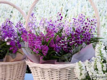 蘭裕園スタイル 蘭裕園 Ranyuen