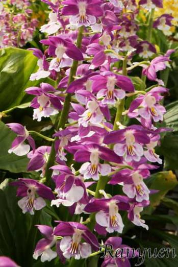 エビネ 蘭裕園 Ranyuen