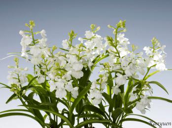 アワチドリ・夢ちどり 蘭裕園 Ranyuen