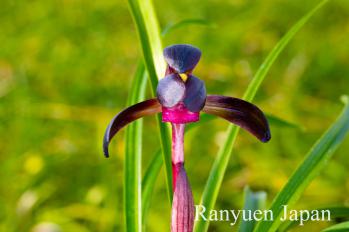 春蘭 蘭裕園 Ranyuen