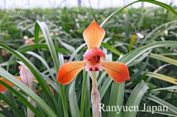 春蘭 蘭裕園 Ranyuen