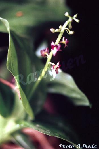 ハハジマホザキラン 蘭裕園 Ranyuen