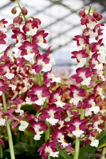 エビネ 蘭裕園 Ranyuen