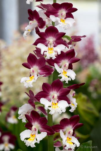 エビネ 蘭裕園 Ranyuen