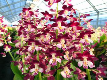 エビネ 蘭裕園 Ranyuen