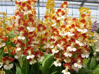 エビネ 蘭裕園 Ranyuen