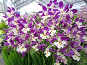 エビネ 蘭裕園 Ranyuen