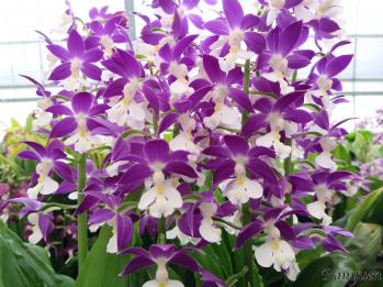 エビネ 蘭裕園 Ranyuen