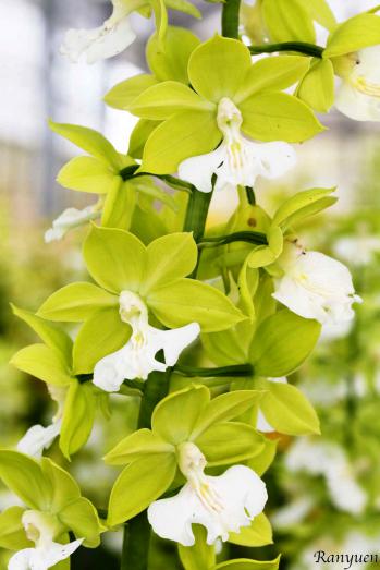 エビネ 蘭裕園 Ranyuen