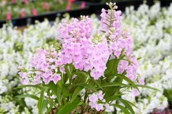 アワチドリ・夢ちどり 蘭裕園 Ranyuen