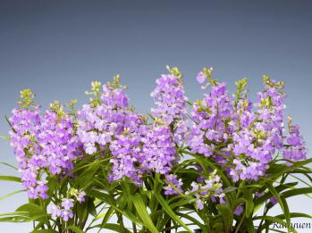 アワチドリ・夢ちどり 蘭裕園 Ranyuen