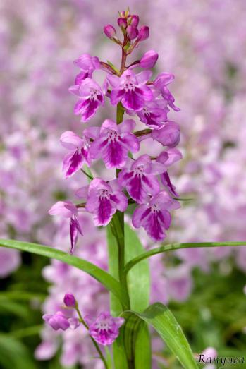 アワチドリ・夢ちどり 蘭裕園 Ranyuen