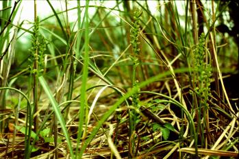 ニラバラン 蘭裕園 Ranyuen