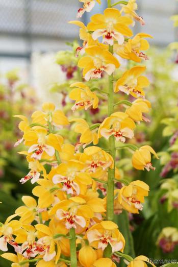 エビネ 蘭裕園 Ranyuen