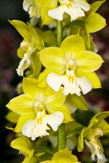 エビネ 蘭裕園 Ranyuen