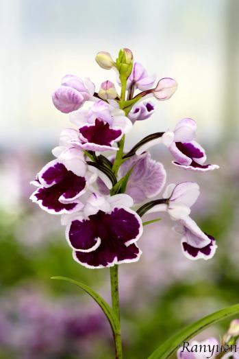 アワチドリ・夢ちどり 蘭裕園 Ranyuen