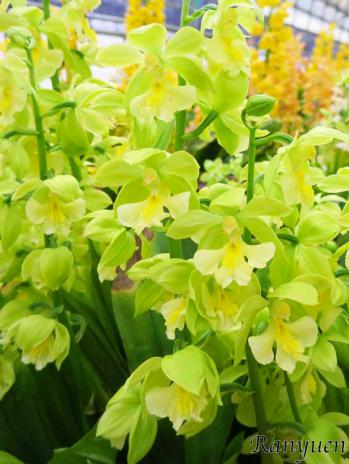 エビネ 蘭裕園 Ranyuen