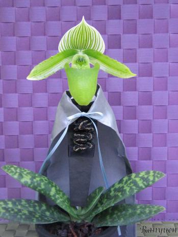 蘭裕園スタイル 蘭裕園 Ranyuen