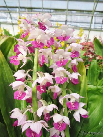 エビネ 蘭裕園 Ranyuen