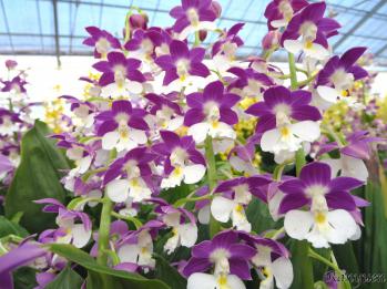 エビネ 蘭裕園 Ranyuen