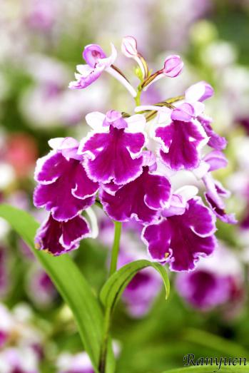 アワチドリ・夢ちどり 蘭裕園 Ranyuen