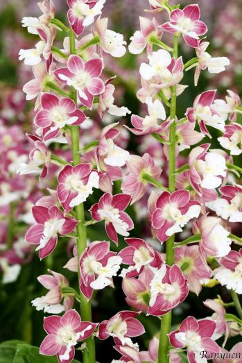 エビネ 蘭裕園 Ranyuen