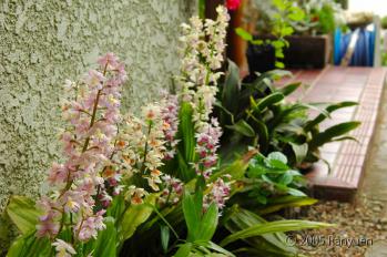 蘭裕園スタイル 蘭裕園 Ranyuen