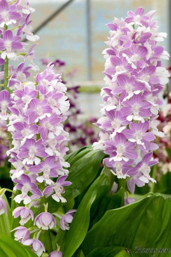 エビネ 蘭裕園 Ranyuen