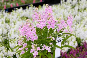 アワチドリ・夢ちどり 蘭裕園 Ranyuen