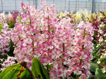 エビネ 蘭裕園 Ranyuen