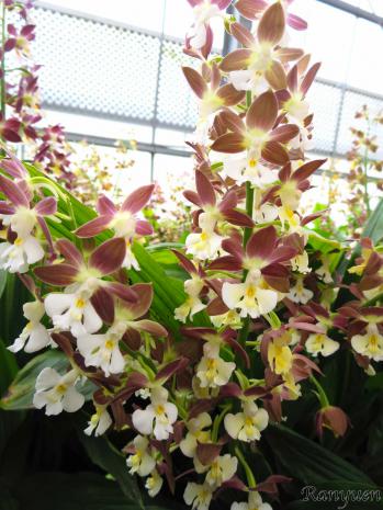 エビネ 蘭裕園 Ranyuen