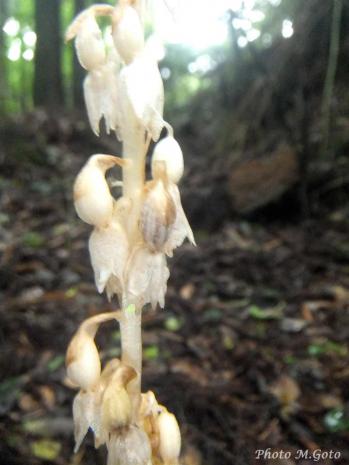 タシロラン 蘭裕園 Ranyuen
