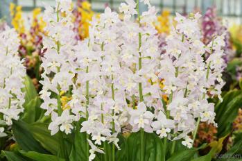 エビネ 蘭裕園 Ranyuen