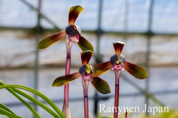 春蘭 蘭裕園 Ranyuen