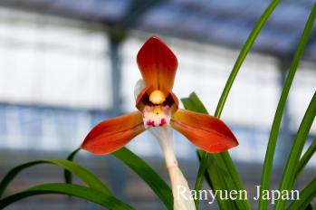 春蘭 蘭裕園 Ranyuen