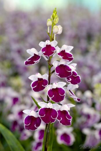 アワチドリ・夢ちどり 蘭裕園 Ranyuen