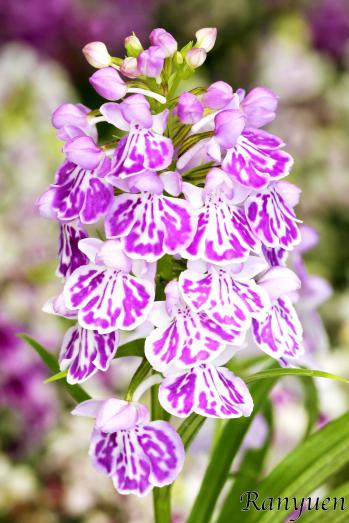 アワチドリ・夢ちどり 蘭裕園 Ranyuen