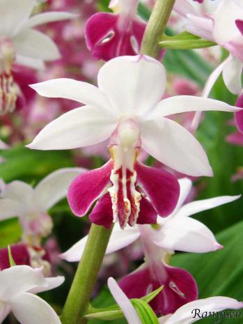 エビネ 蘭裕園 Ranyuen