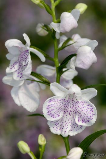 アワチドリ・夢ちどり 蘭裕園 Ranyuen