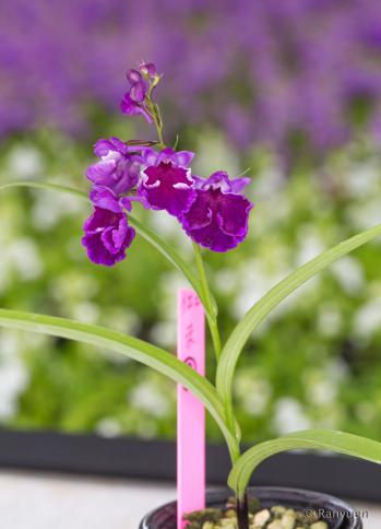 アワチドリ・夢ちどり 蘭裕園 Ranyuen