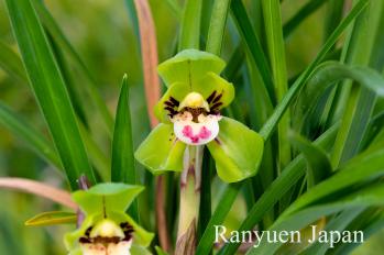 春蘭 蘭裕園 Ranyuen