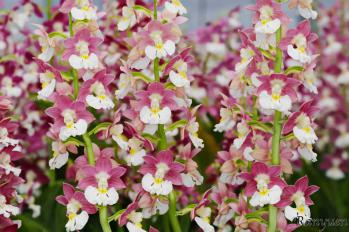 エビネ 蘭裕園 Ranyuen