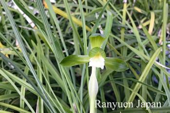 春蘭 蘭裕園 Ranyuen