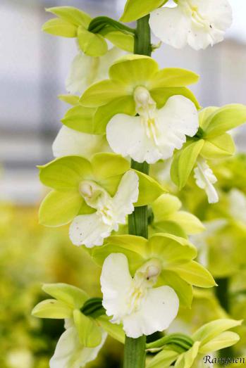 エビネ 蘭裕園 Ranyuen