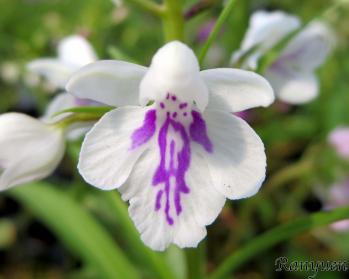 アワチドリ・夢ちどり 蘭裕園 Ranyuen