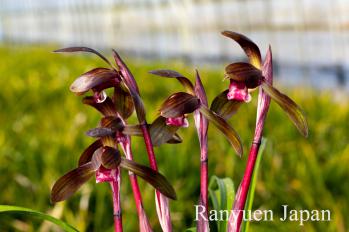 春蘭 蘭裕園 Ranyuen